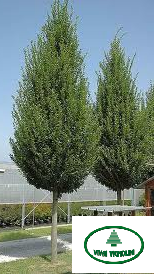 CARPINUS BETULUS 